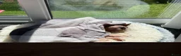 Sphynx cats for sale: Looking for adoption Sphynx girl - Advert 5
