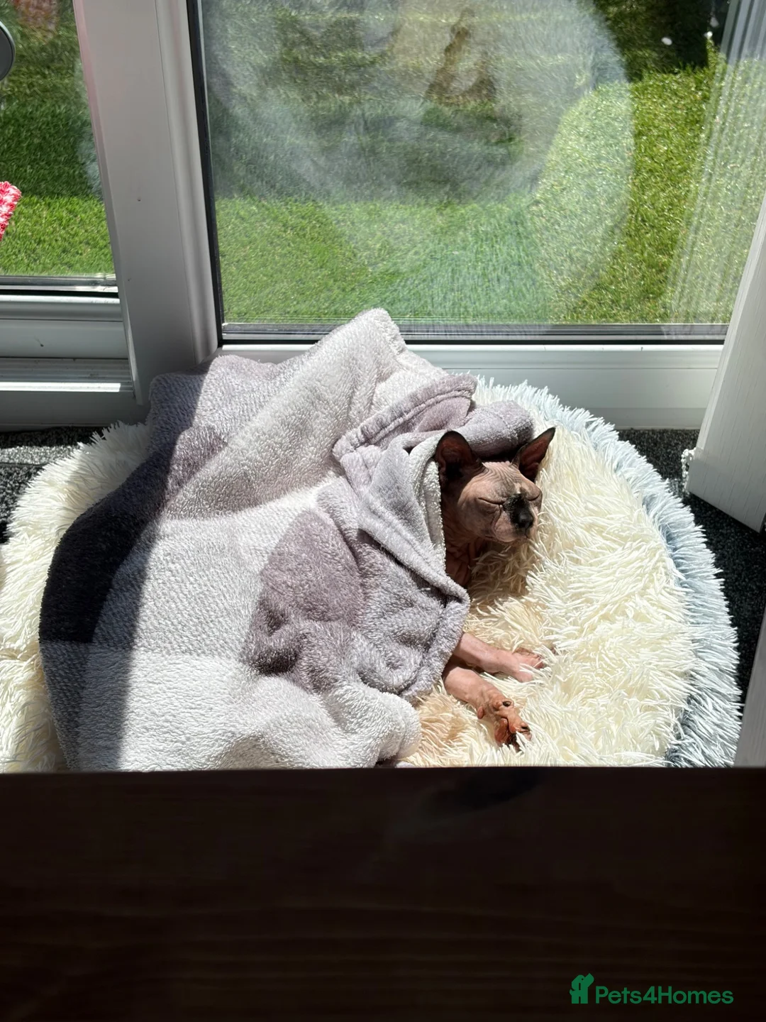 Sphynx cats for sale: Looking for adoption Sphynx girl - Advert 5