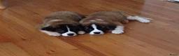 Saint Bernard dogs for sale: Little Nap-Time Buddies with Big Hearts in Huddersfield - Advert 10