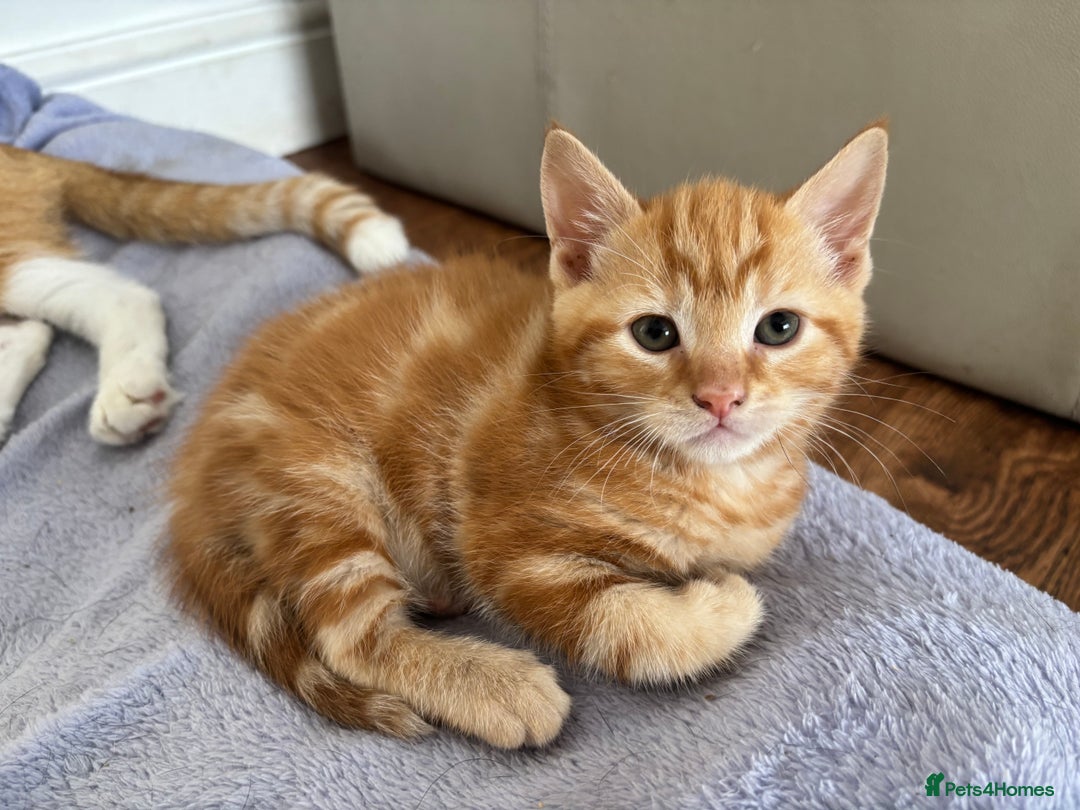 Mixed Breed cats for sale: 1/4 Maincoon dog friendly kittens - Image 10