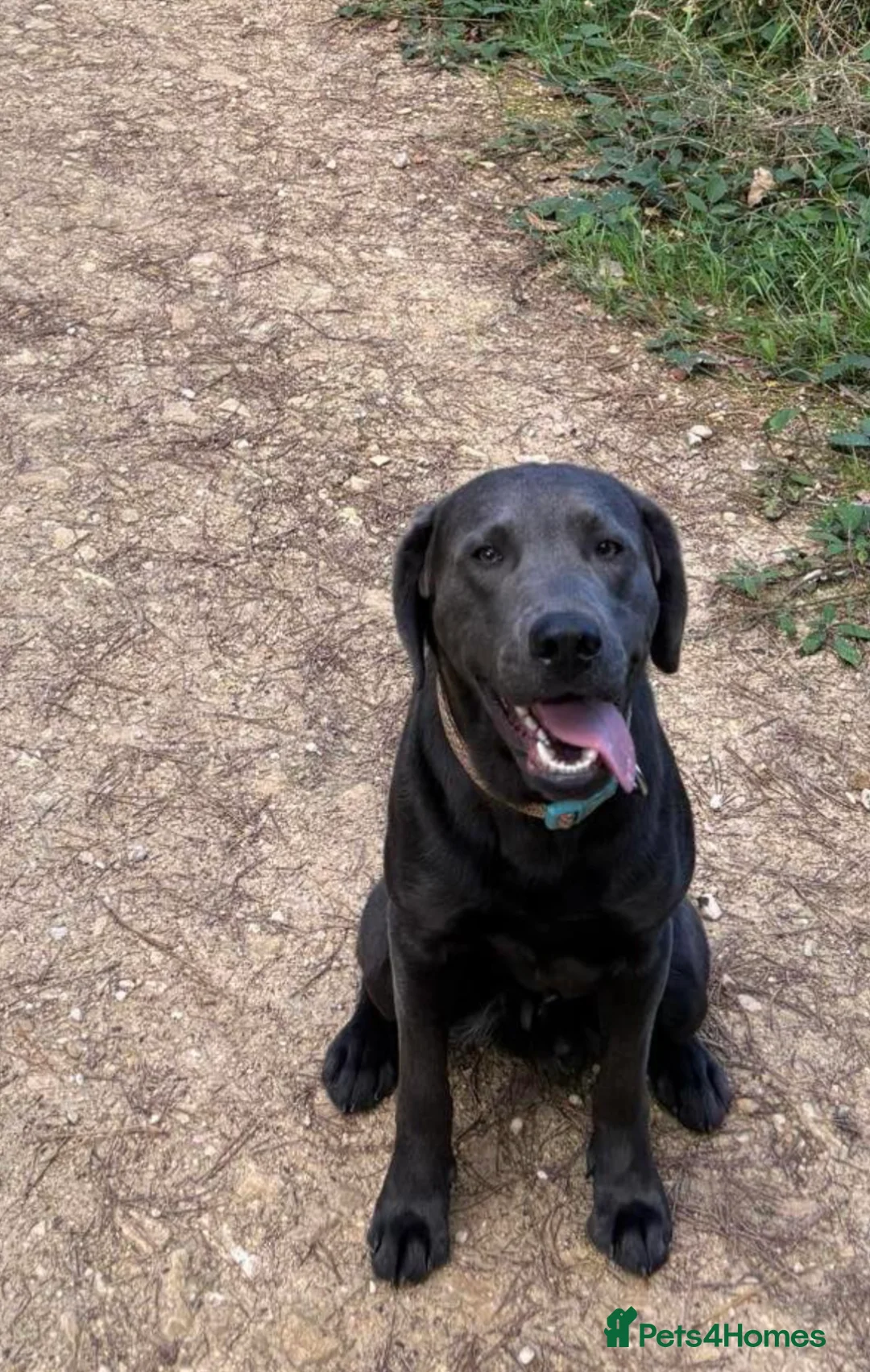 Labrador Retriever dogs for stud: Charcoal Labrador For Stud - Advert 8