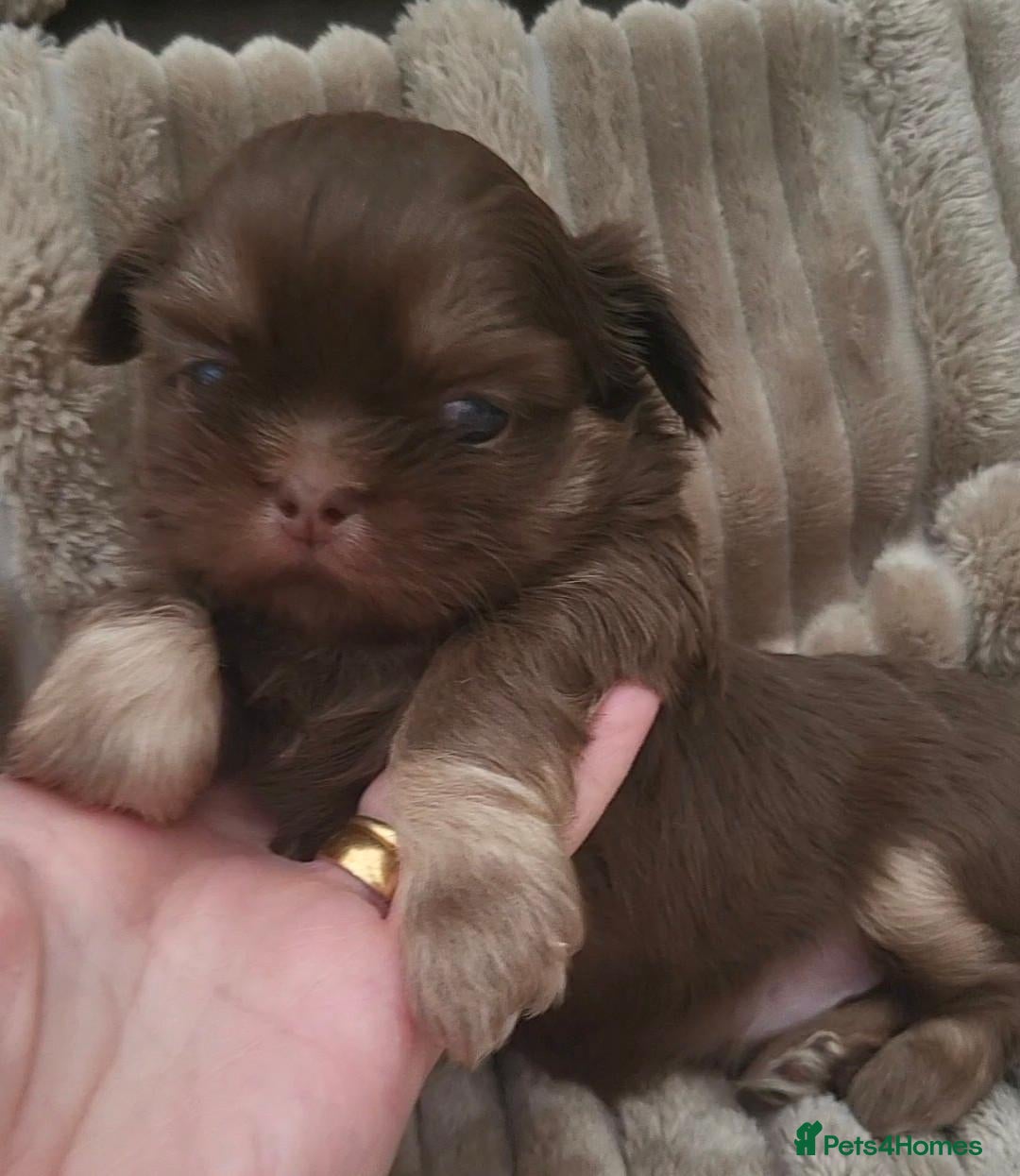Shih Tzu dogs Quality dobie kc Imperial shih tzu  - Advert 10