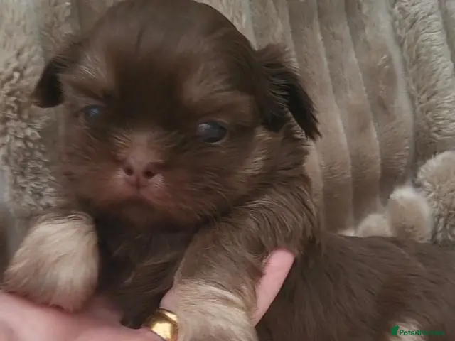 Shih Tzu dogs Quality dobie kc Imperial shih tzu - Advert 10