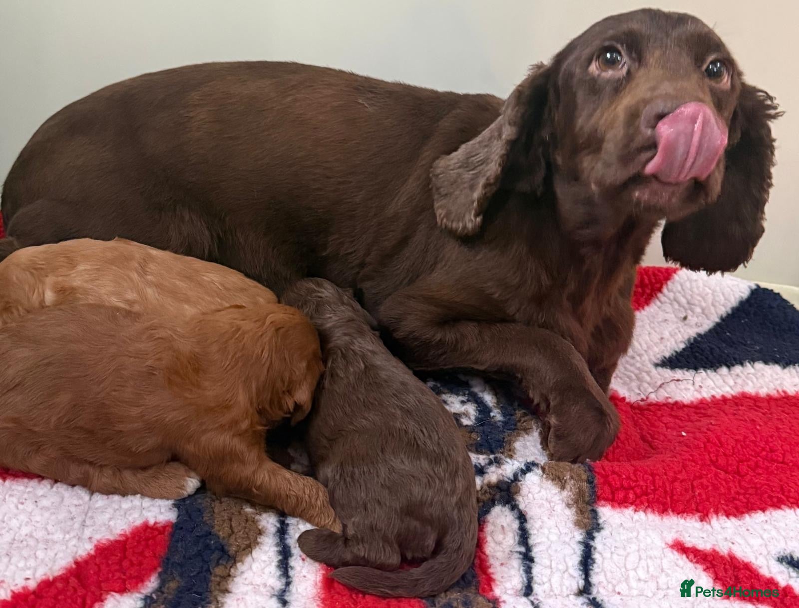 Cockapoo dogs F1 mini Cockapoos 30 dna health tested various  - Advert 2