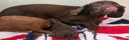 Cockapoo dogs for sale: F1 mini Cockapoos 30 dna health tested various  - Advert 2