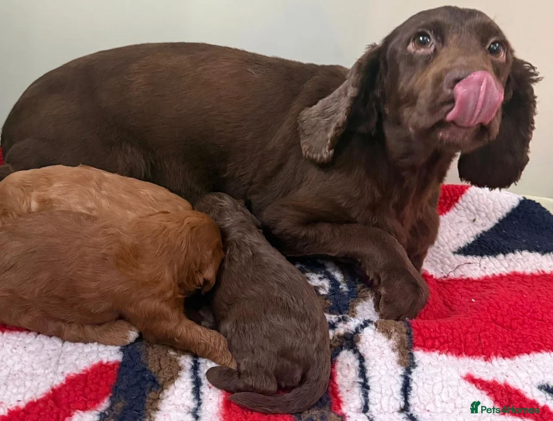 Cockapoo dogs for sale: F1 mini Cockapoos 30 dna health tested various  - Advert 2