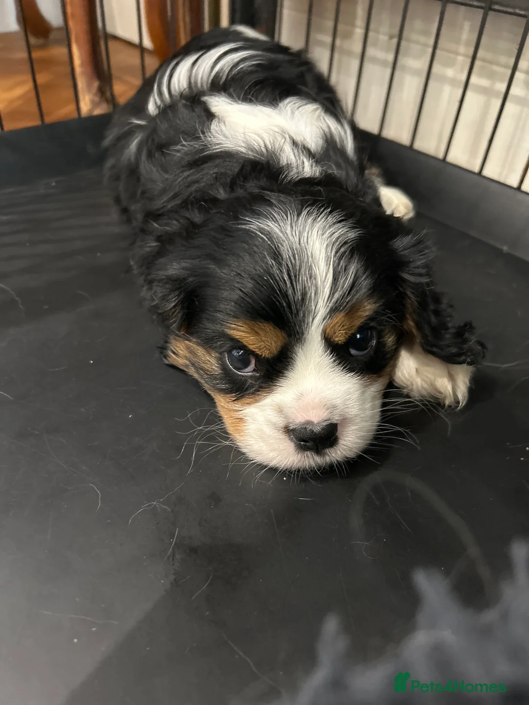 Cavalier King Charles Spaniel dogs for sale: Tricolour and ruby boys  - Advert 2
