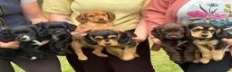 Sprocker dogs for sale: One girl puppy available - Advert 1