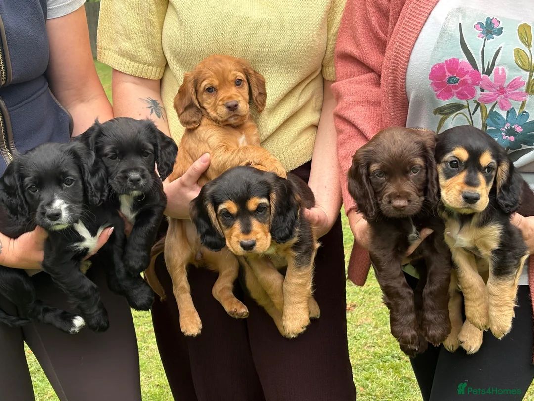 Sprocker dogs for sale: One girl puppy available - Advert 1