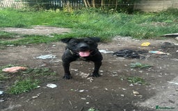 American Bulldog dogs for sale: American bulldog  - Image 3