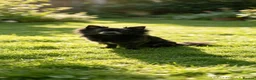 Chihuahua dogs for sale:  Chihuahuas  - Advert 13