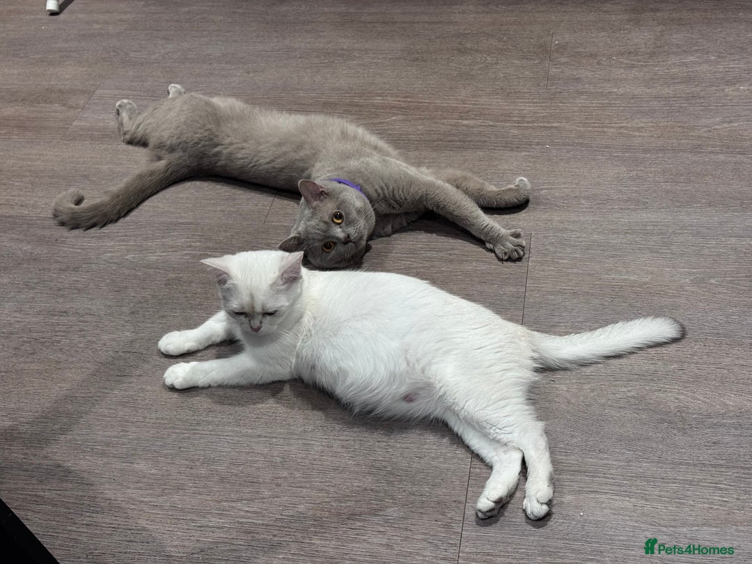 British Shorthair cats for sale: 2 BSH cat for sale - Advert 7