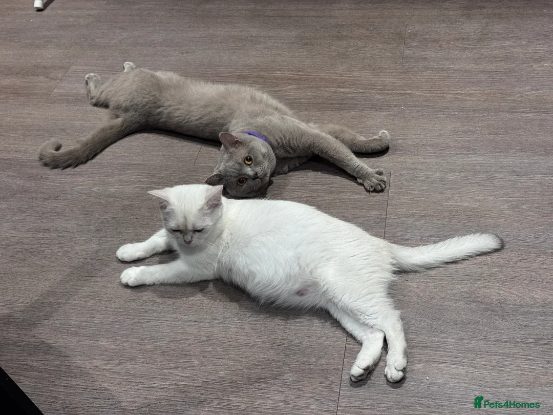 British Shorthair cats for sale: 2 BSH cat for sale - Advert 7