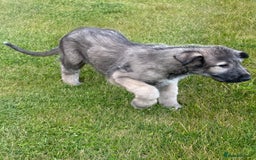 Irish Wolfhound dogs for sale: Irish wolfhound puppies - Image 5