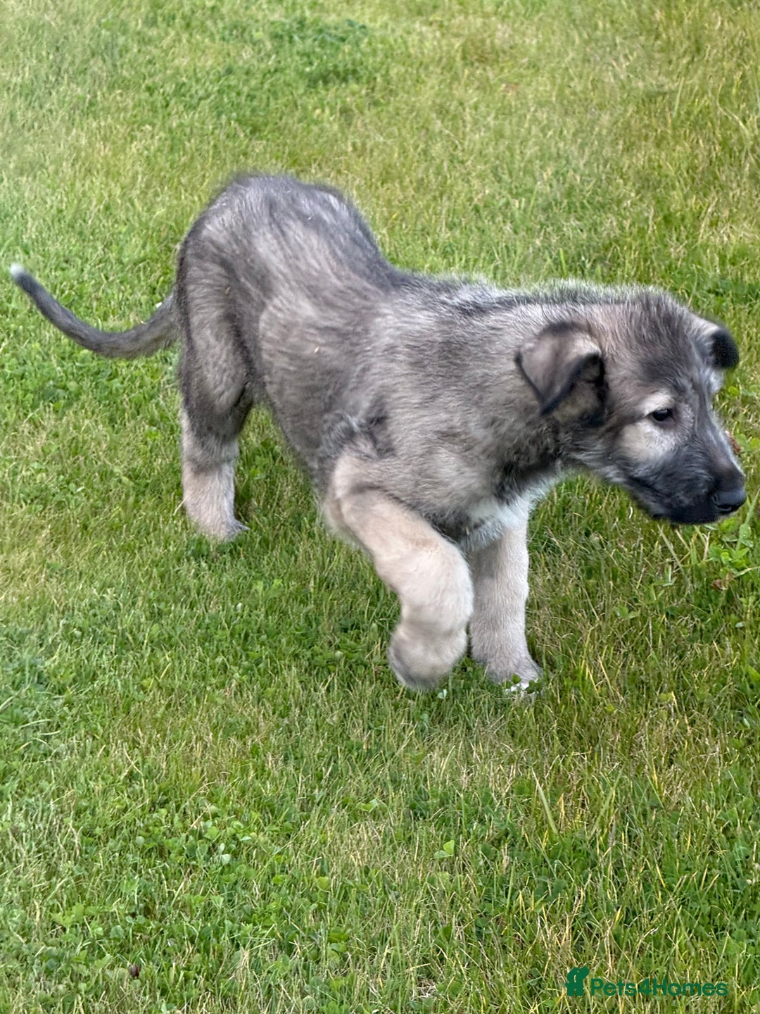 Irish Wolfhound dogs for sale: Irish wolfhound puppies - Image 5