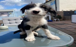 Mixed Breed dogs for sale: Old English sheepdog /border collie/bordoddle  - Image 4