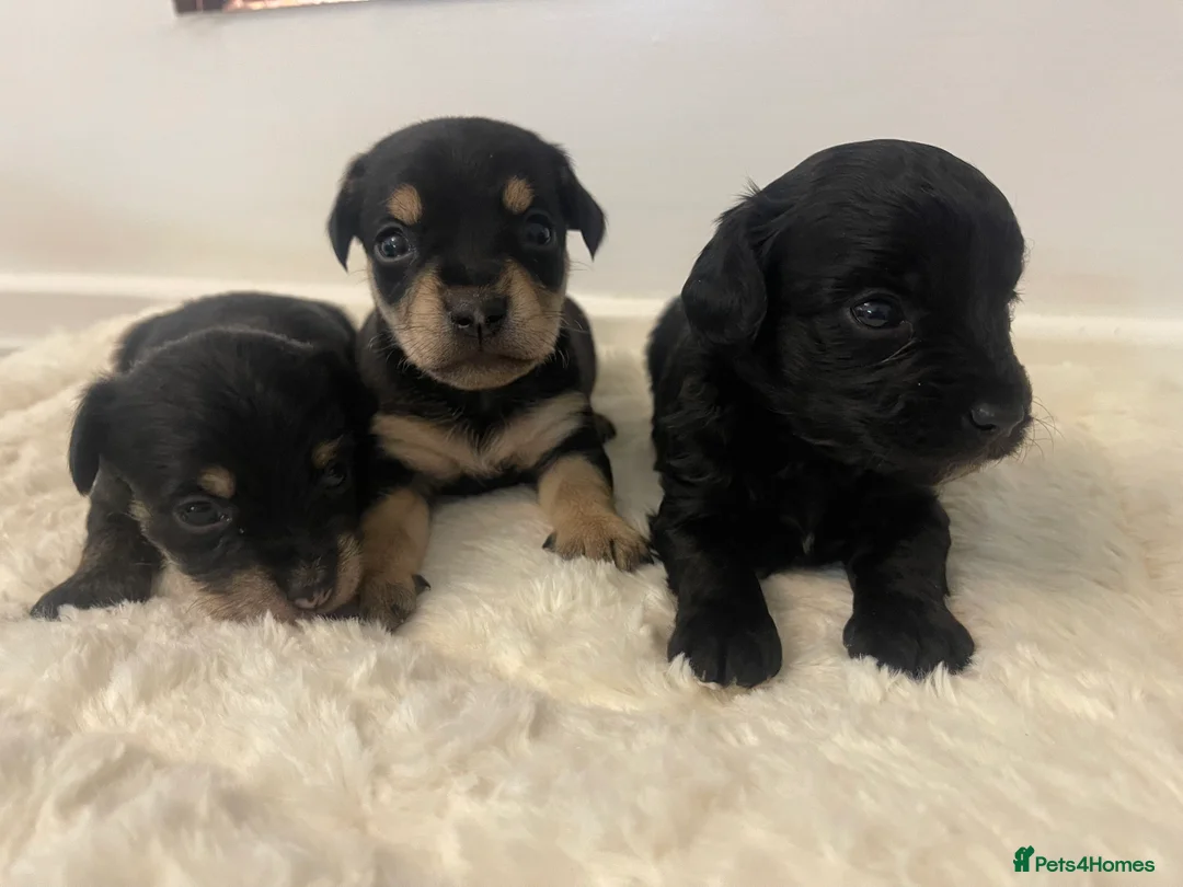 Jackapoo dogs for sale: Quality Jack Russel Puppies for sale 💌 - Advert 3