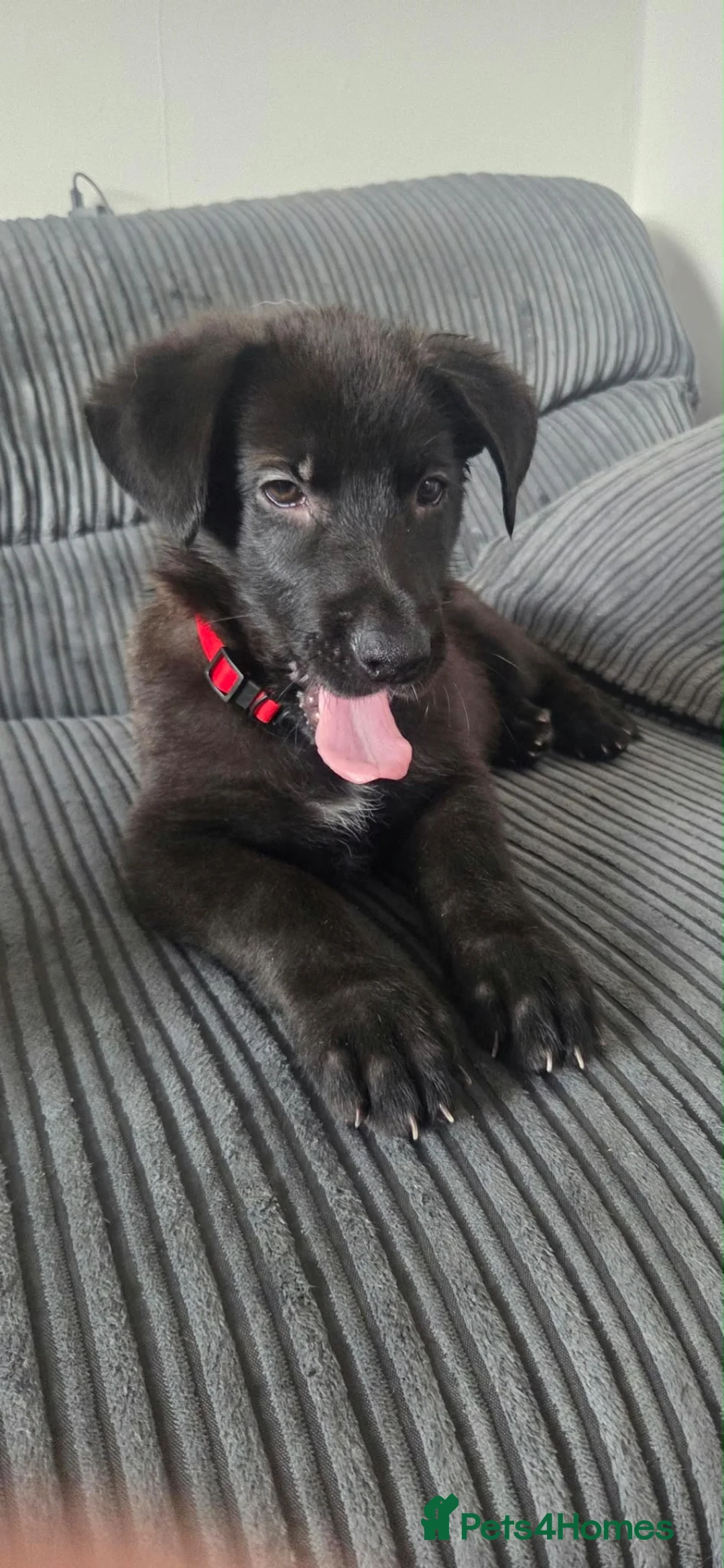 German Shepherd dogs for sale: German shepherd puppies  in Hull - Advert 1
