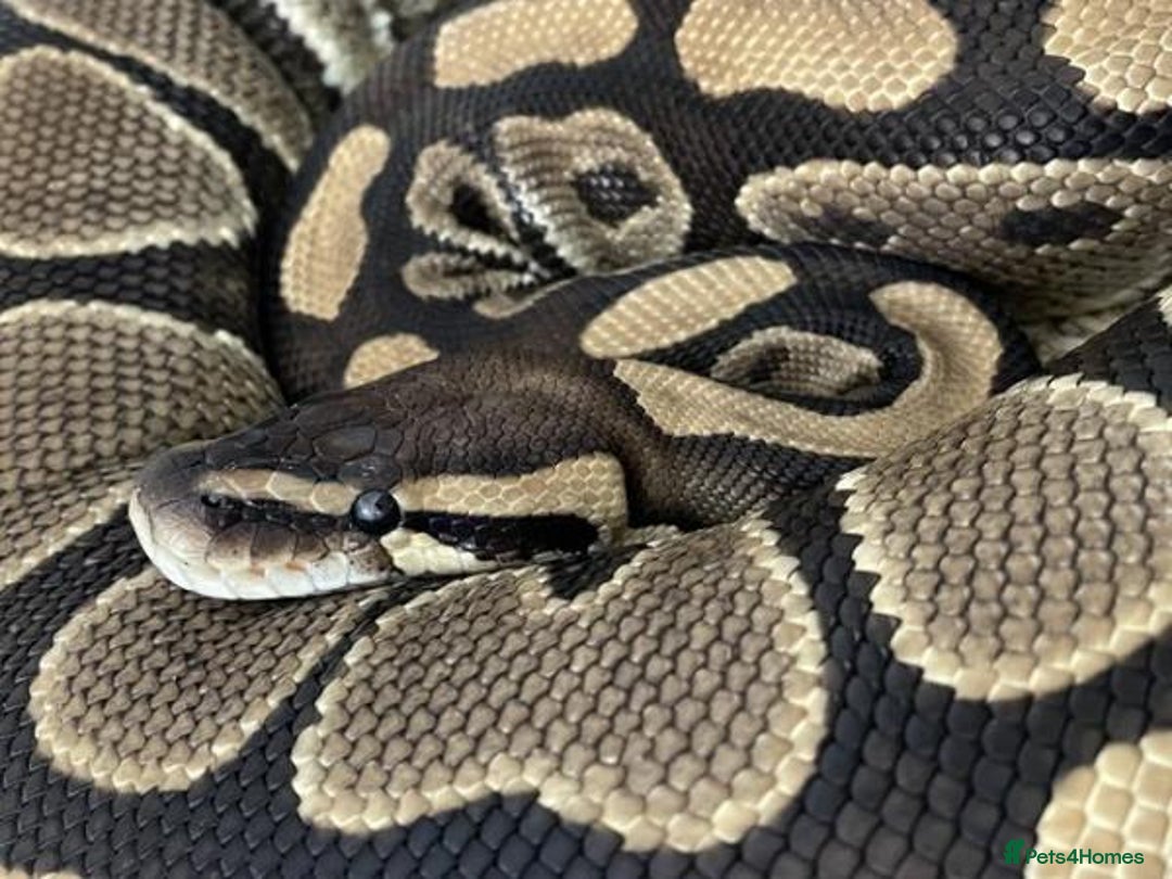 Python Snake reptiles for sale: Female royal ball python with full set up  - Image 7