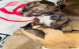 American Bull Staffy dogs for sale: Beautiful American bulldog x staff puppies   - Image 16