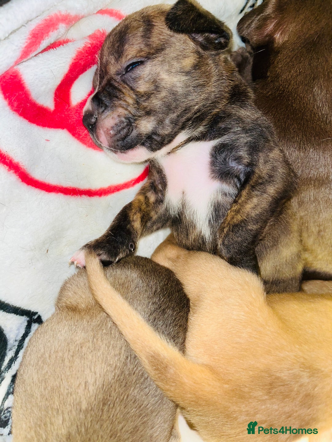 American Bull Staffy dogs for sale: Beautiful American bulldog x staff puppies   - Image 16