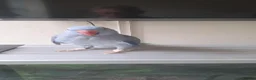 Parakeets birds for sale: Female ringneck in Glasgow - Advert 1