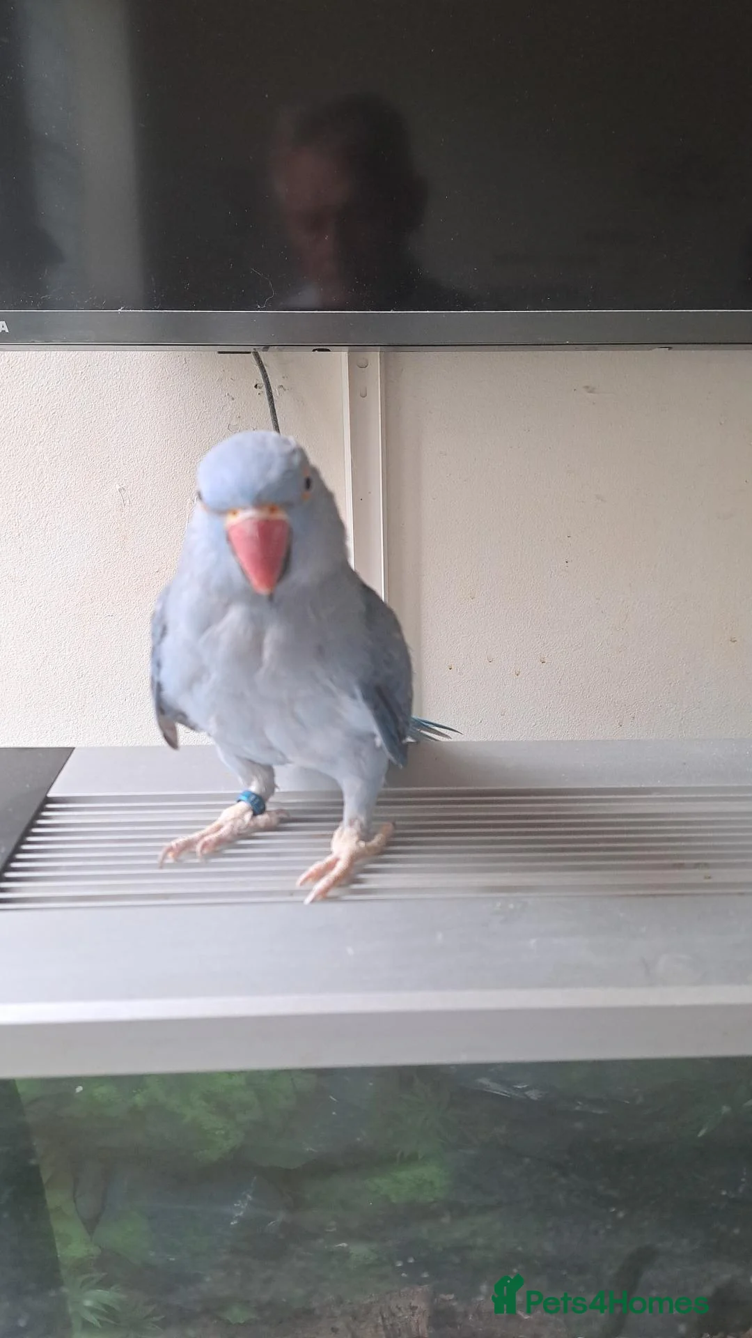 Parakeets birds for sale: Female ringneck in Glasgow - Advert 1