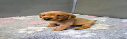 Labrador Retriever dogs for sale: KC Fox Red Labrador Puppies  - Advert 5