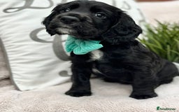 Cocker Spaniel dogs for sale: 2 beautiful cocker spaniels  - Image 14