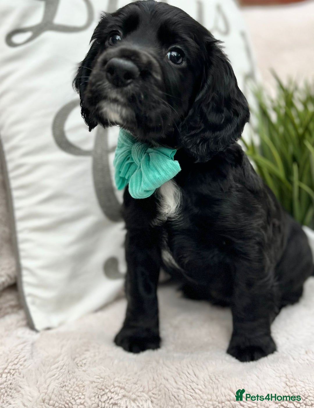 Cocker Spaniel dogs for sale: 2 beautiful cocker spaniels  - Image 14