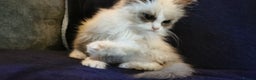 Siberian cats for sale: Siberian Neva Masquerade kitten  - Advert 3