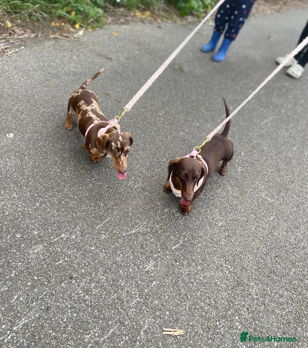 Miniature Dachshund dogs for sale: Kennel club Miniature Dachshund PRA Clear  - Advert 5