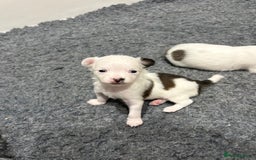 Chihuahua dogs for sale: Long haired chihuahuas  - Image 8