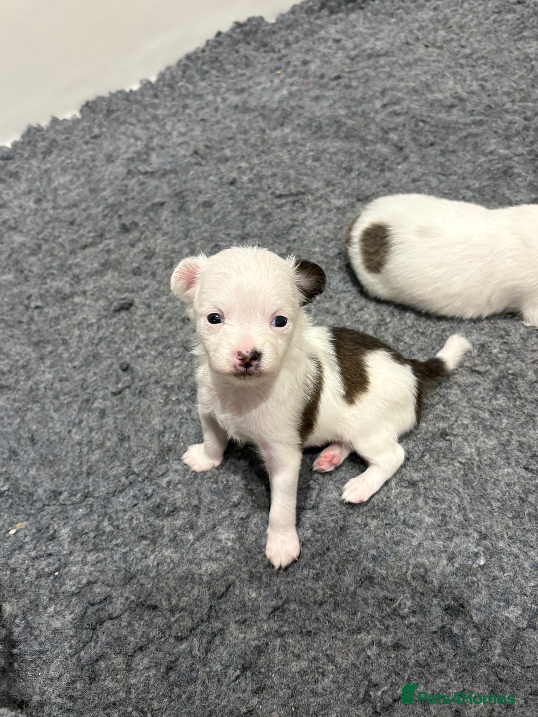 Chihuahua dogs for sale: Long haired chihuahuas  - Image 8