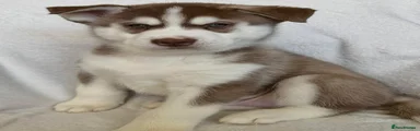 Siberian Husky Puppy 5