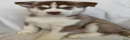 Siberian Husky dogs for sale: Siberian Huskey Puppies - Advert 7