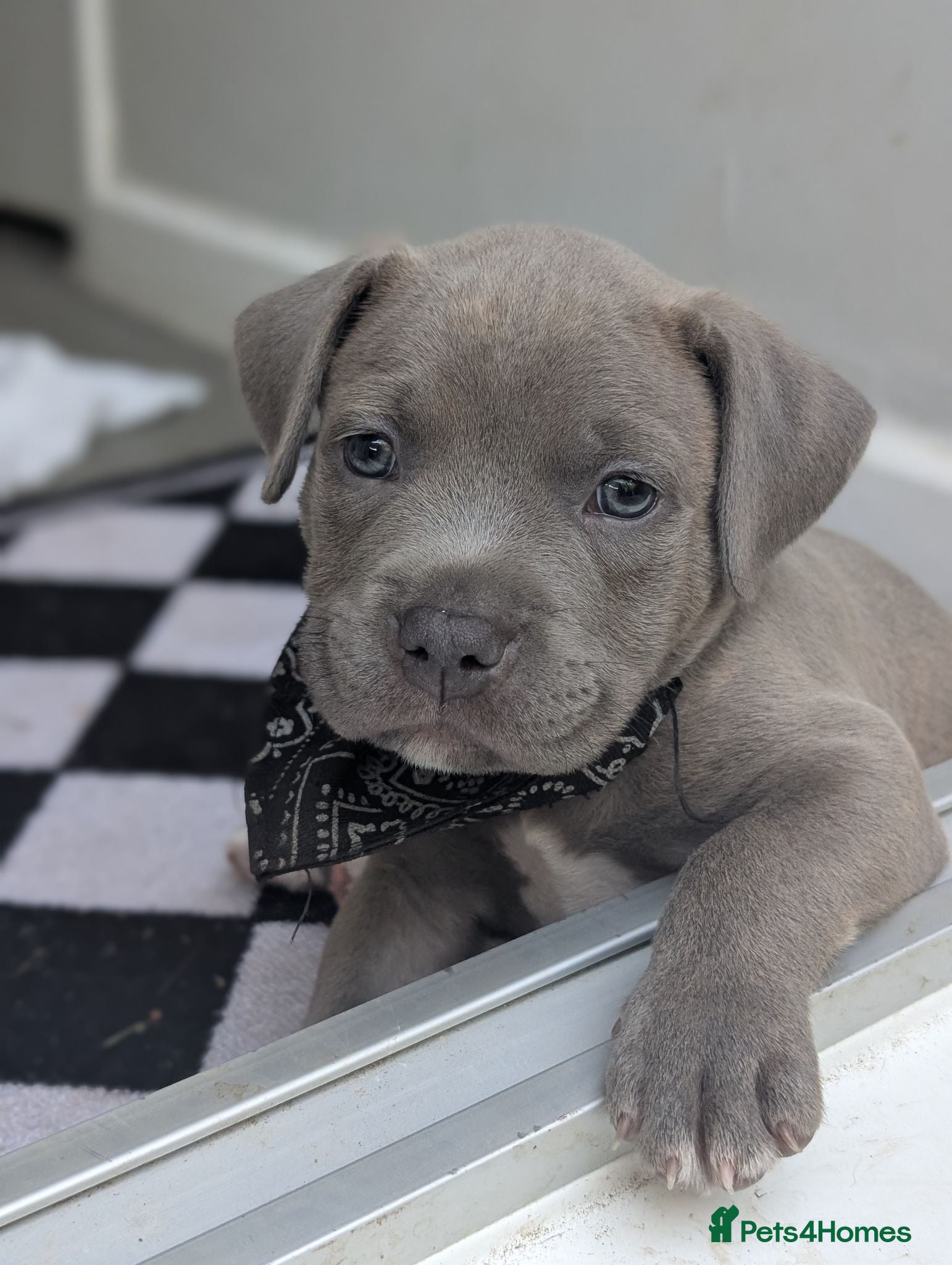 Staffordshire Bull Terrier dogs Stunning staff x puppies - Advert 11