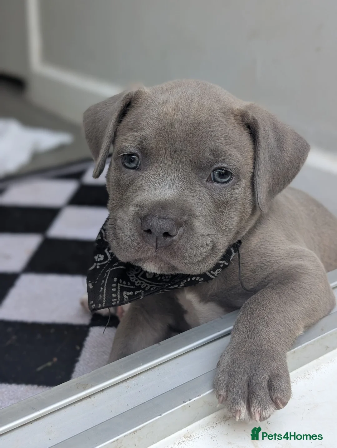 Staffordshire Bull Terrier dogs for sale: Stunning staff x puppies - Advert 2