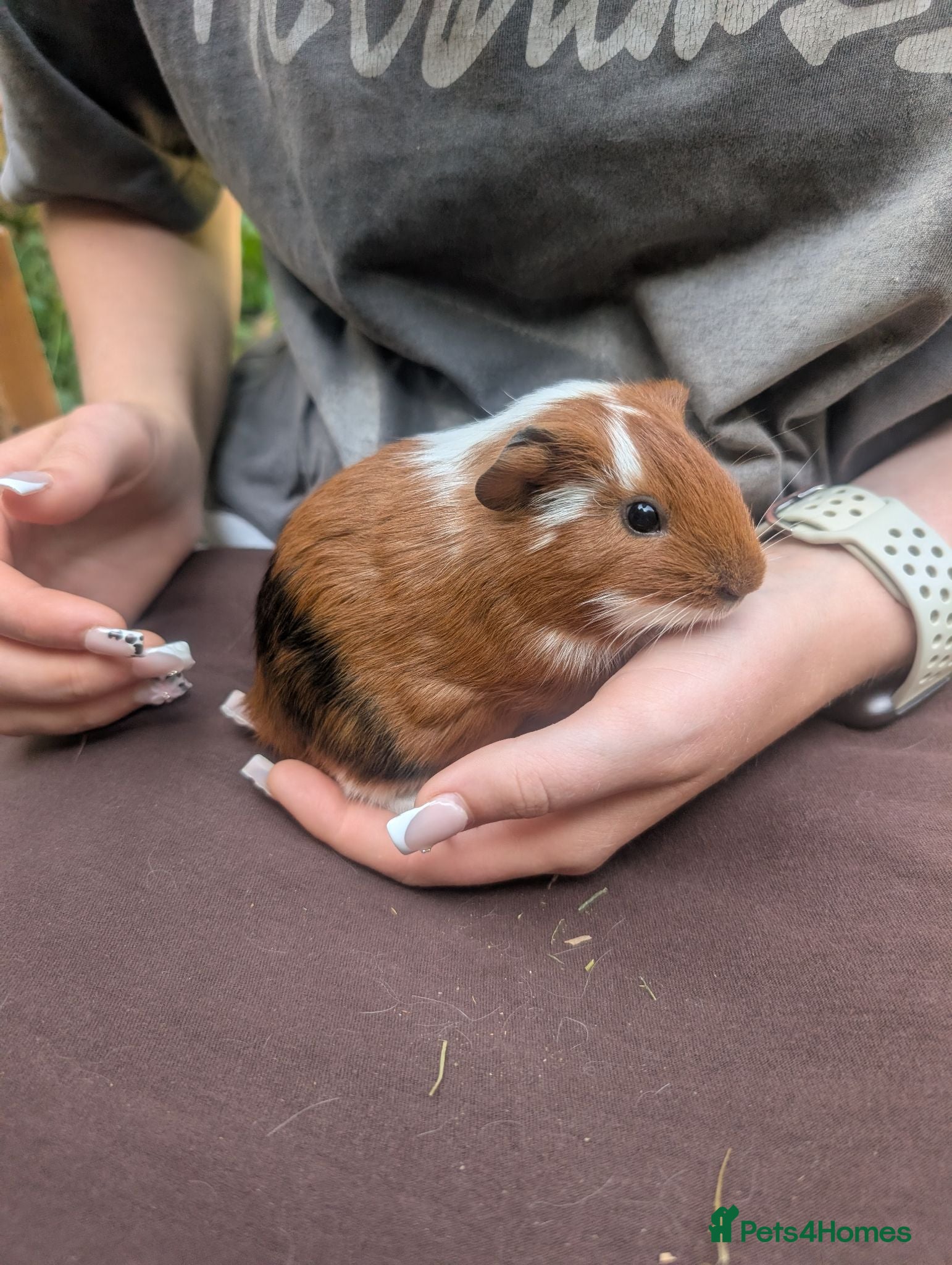 Guinea Pig rodents Guinea pig boys  - Advert 3