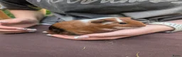 Guinea Pig rodents for sale: Guinea pig boys  - Advert 1