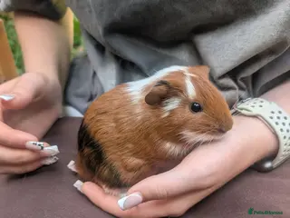 Guinea Pig rodents Guinea pig boys - Advert 6