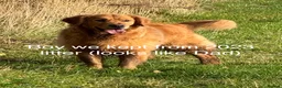 Golden Retriever dogs for sale: Beautiful golden retriever pups - Advert 3