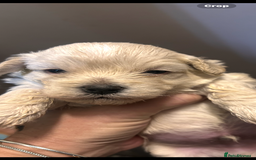 Mixed Breed dogs for sale: Shitzu poodle mix  - Image 6