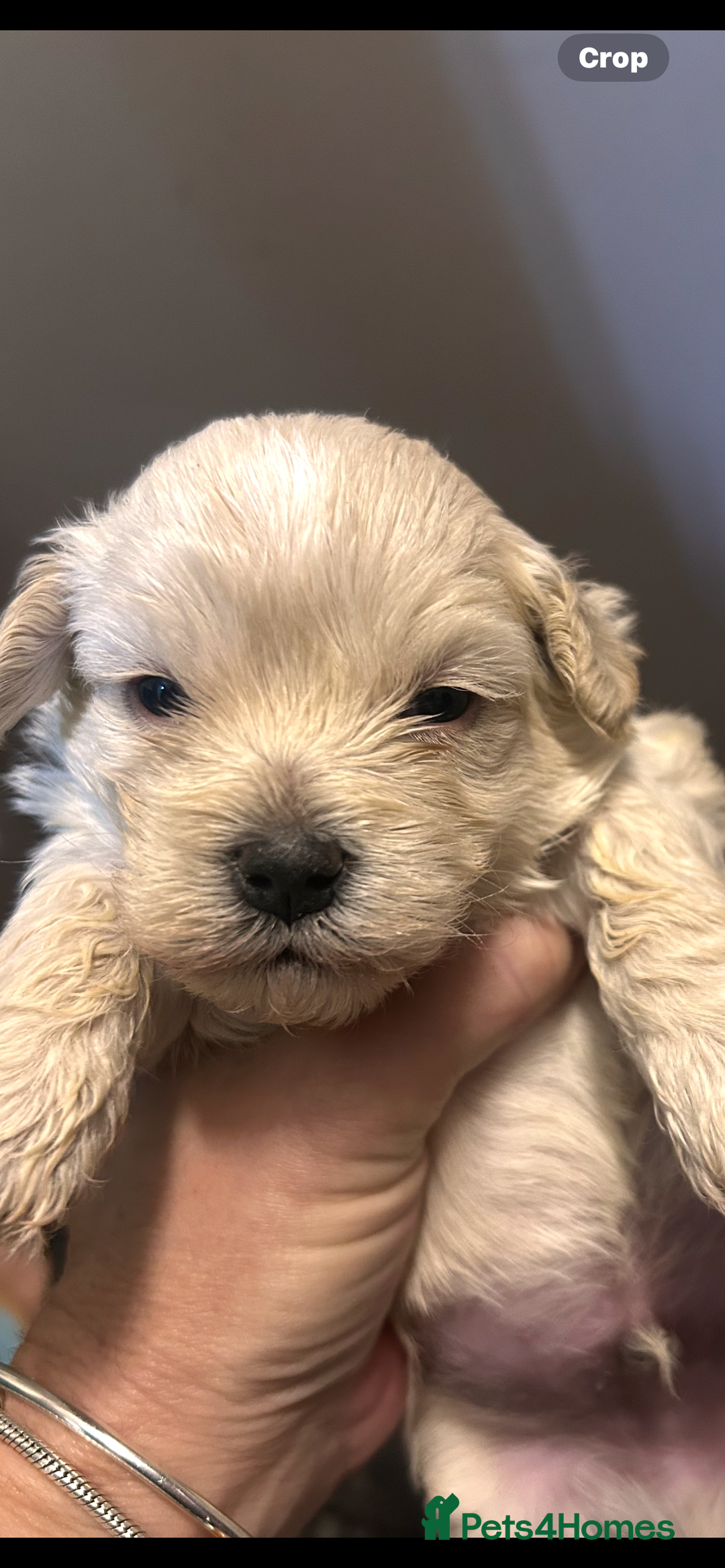 Mixed Breed dogs for sale: Shitzu poodle mix  - Image 6