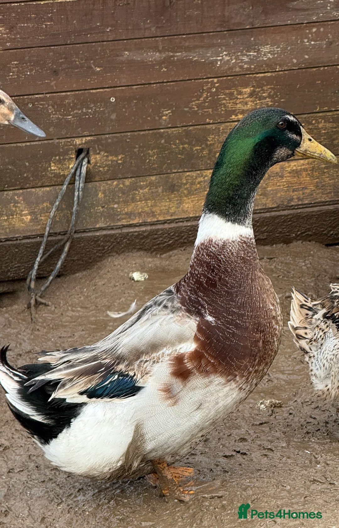 Ducks poultry for sale: Trio of Large Silver Appleyard Ducks - Advert 1