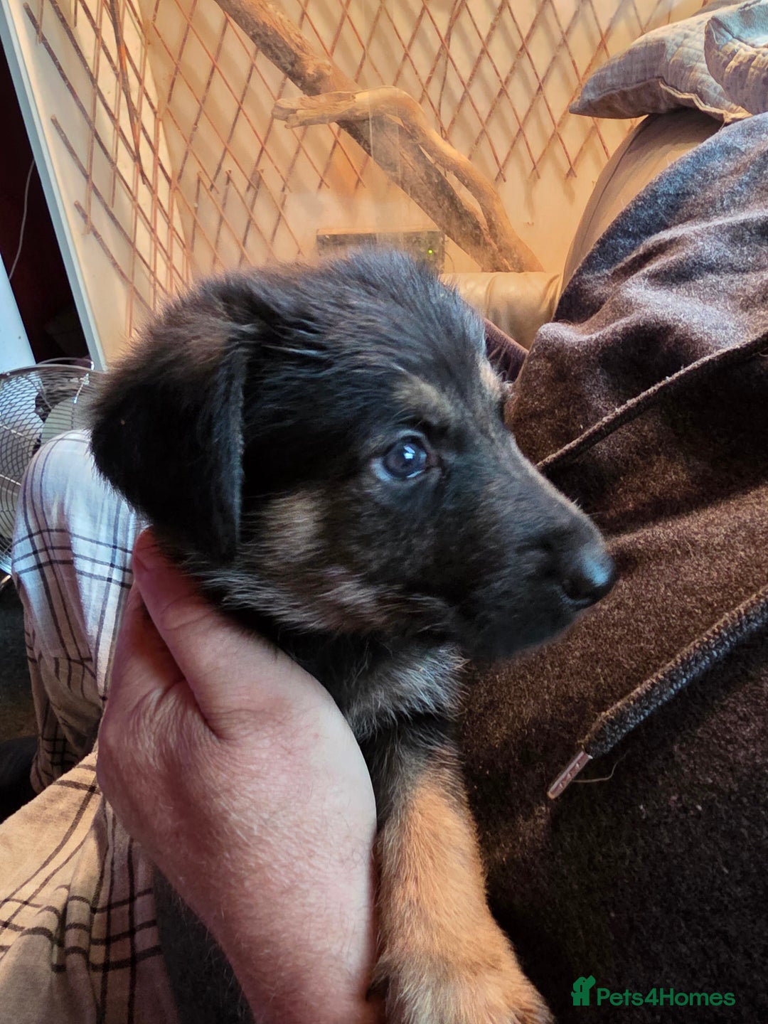 Mixed Breed dogs for sale: Pups fir sale  - Image 5
