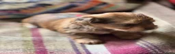 Yorkshire Terrier dogs for sale: Super Health tested Ocean Pearl /coloured Yorkies  - Advert 5