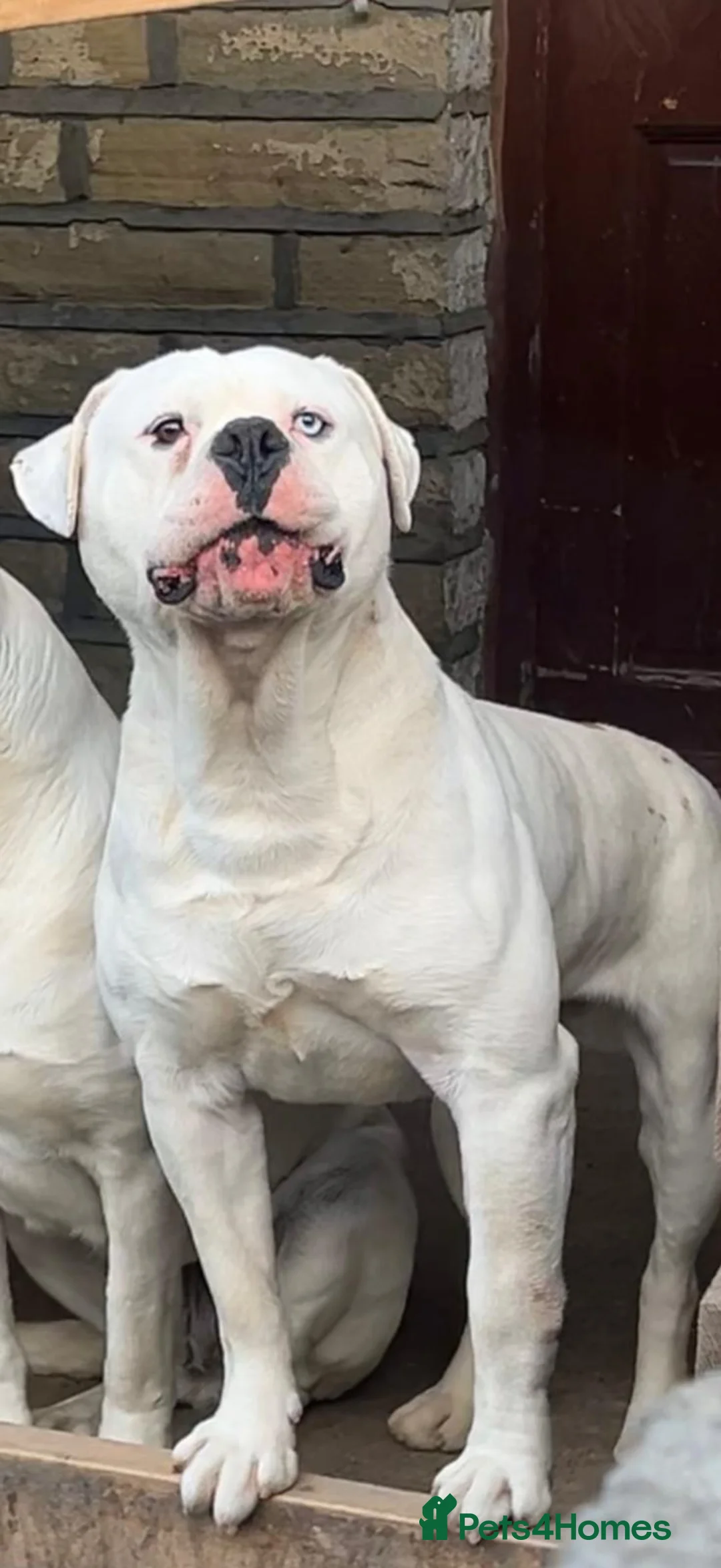 American Bulldog dogs for sale: Free American Bulldog  - Advert 1