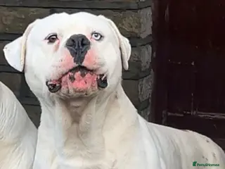 American Bulldog dogs Free American Bulldog - Advert 3