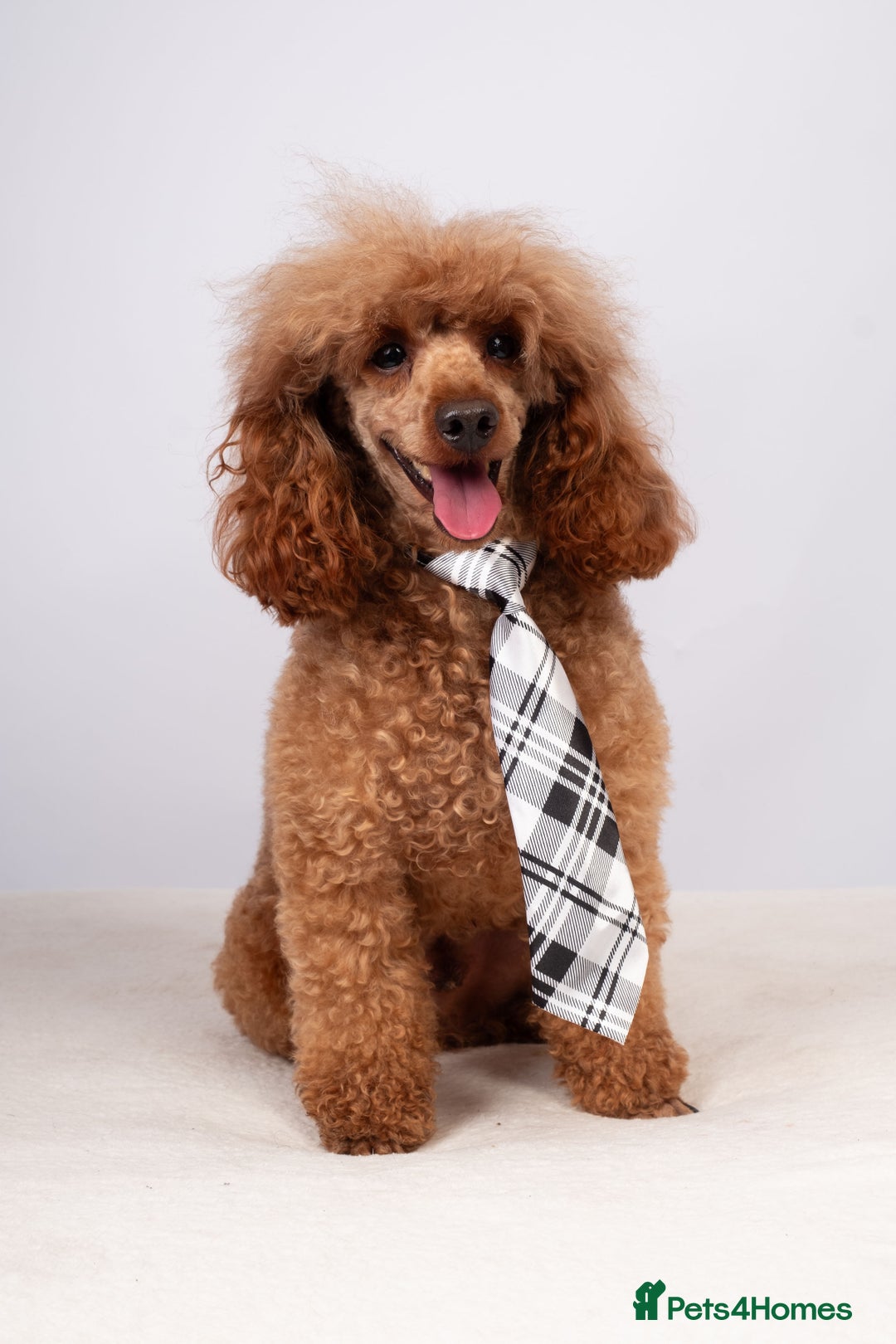 Toy Poodle dogs for stud: EXTENSIVELY HEALTH TESTED DEEP RED POODLE STUD  - Advert 7